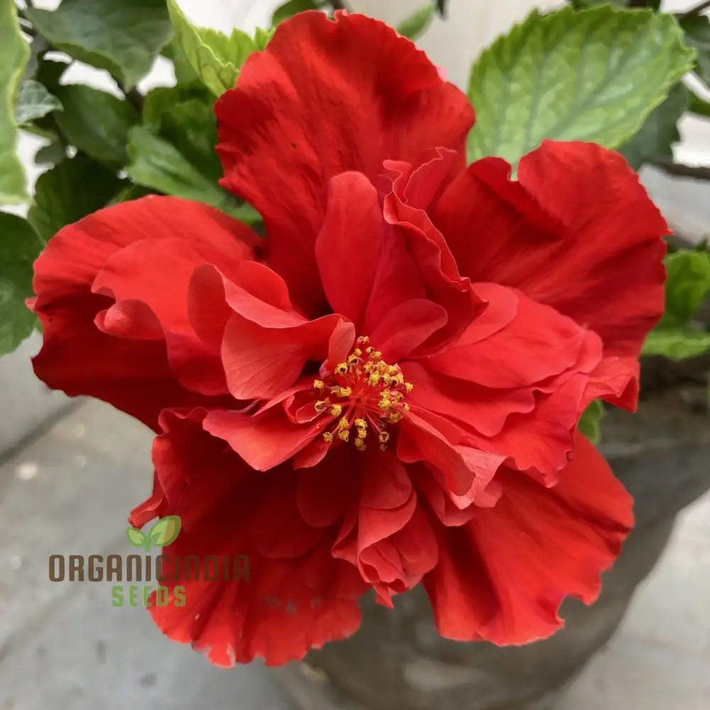 Grow Your Garden Beauty: Premium Double Red Hibiscus Flower Seeds For Vibrant Blooms - Gardening