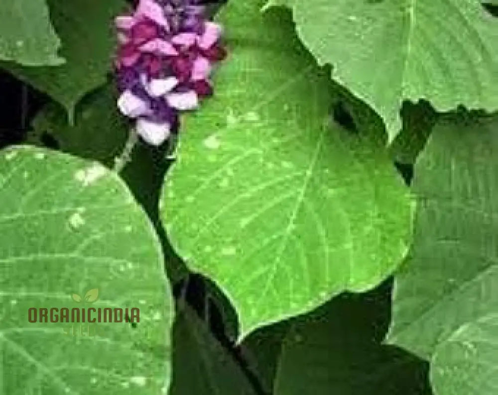 Grow Your Garden With 20Pcs Pueraria Lobata Kudzu Plant Seeds: Unleash Natureâ€™s Purity!â€™ ðŸŒ±ðŸŒ¿