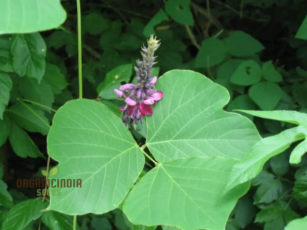 Grow Your Garden With 20Pcs Pueraria Lobata Kudzu Plant Seeds: Unleash Nature’s Purity!’ 🌱🌿