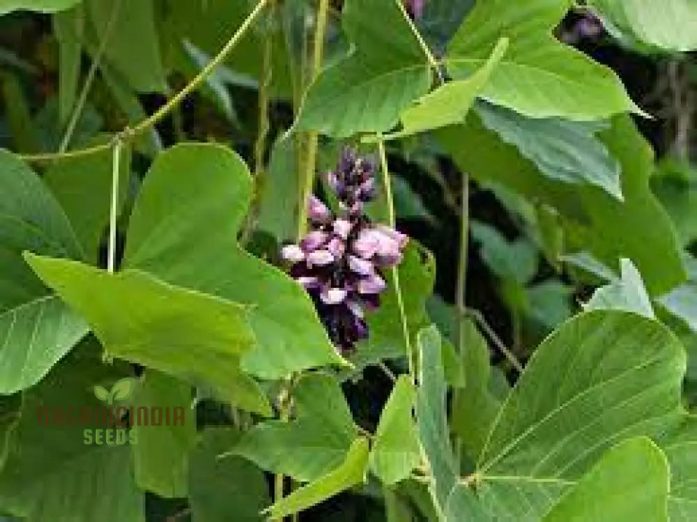 Grow Your Garden With 20Pcs Pueraria Lobata Kudzu Plant Seeds: Unleash Nature’s Purity!’ 🌱🌿