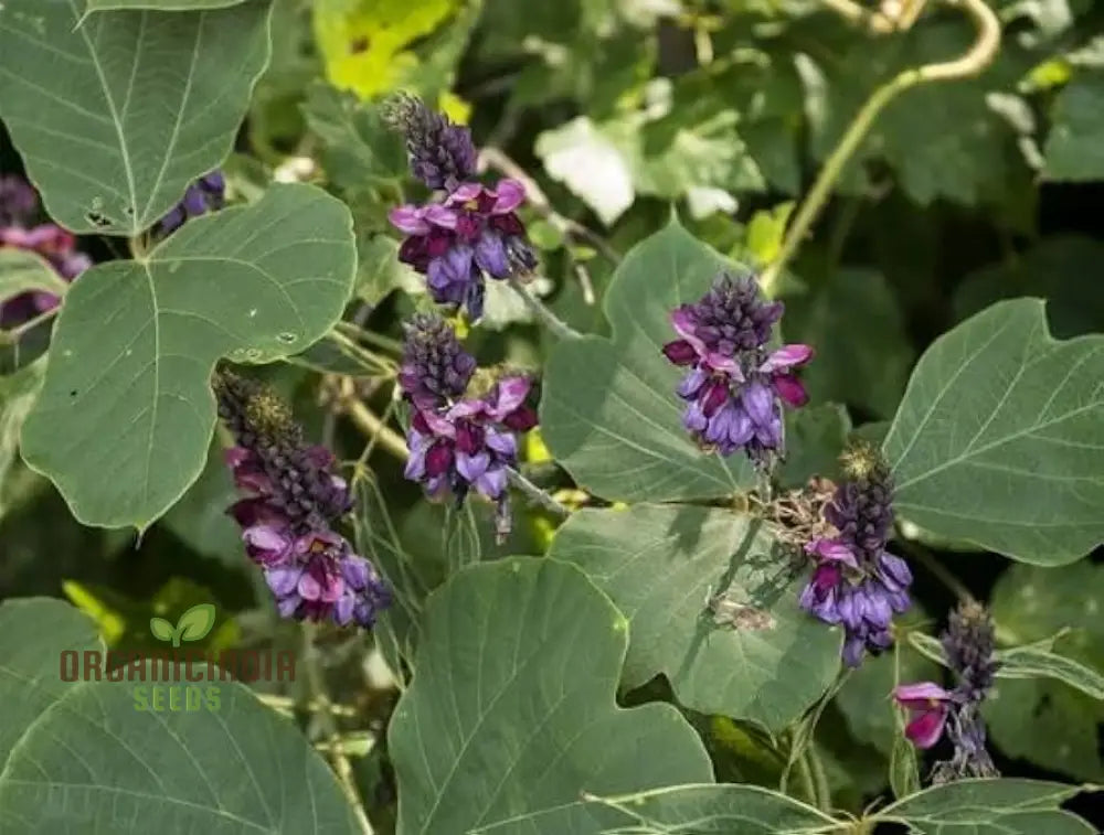 Grow Your Garden With 20Pcs Pueraria Lobata Kudzu Plant Seeds: Unleash Nature’s Purity!’ 🌱🌿