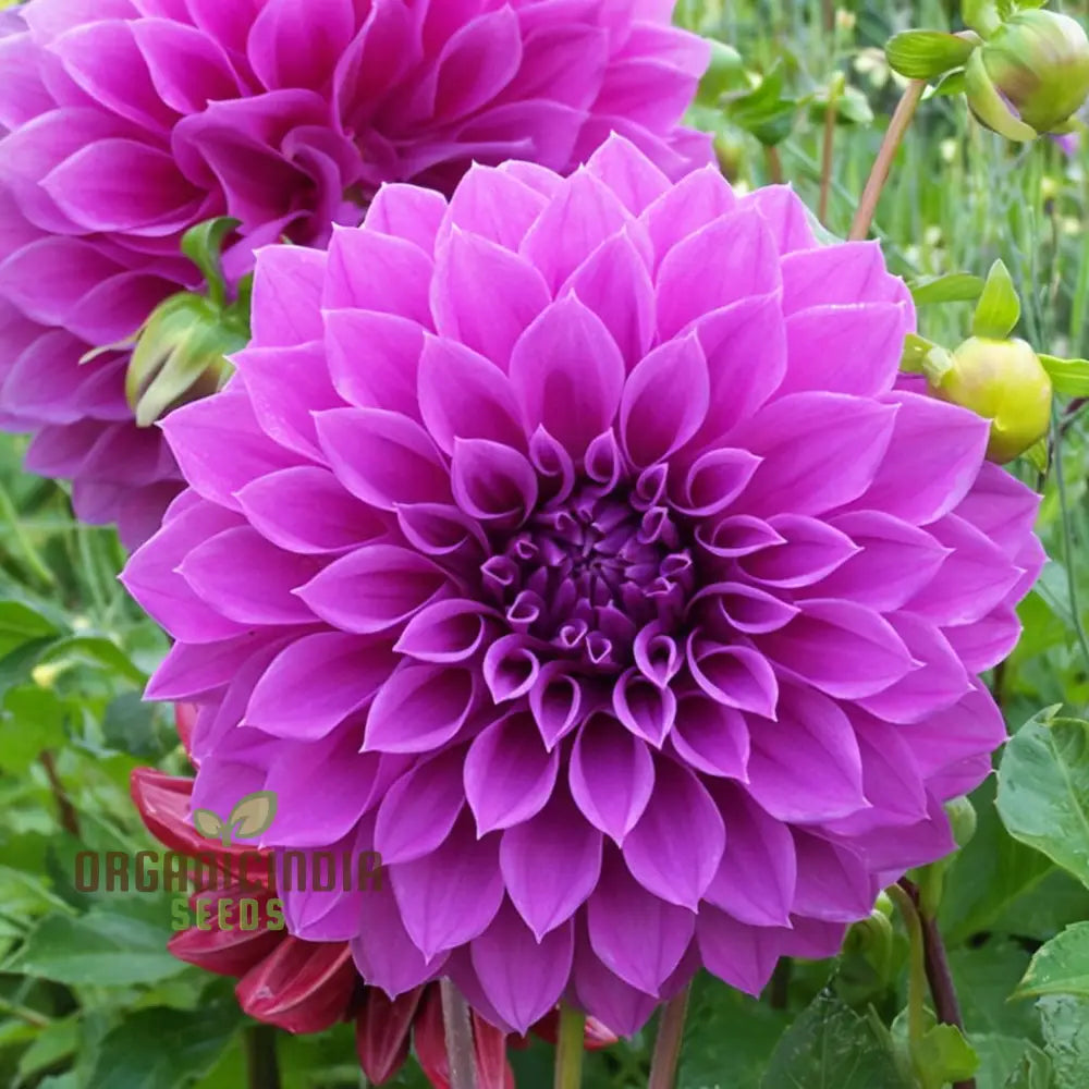 Grow Your Garden With Beauty: Premium Pink Dahlia Flower Seeds For Blossoming Joy In Gardening