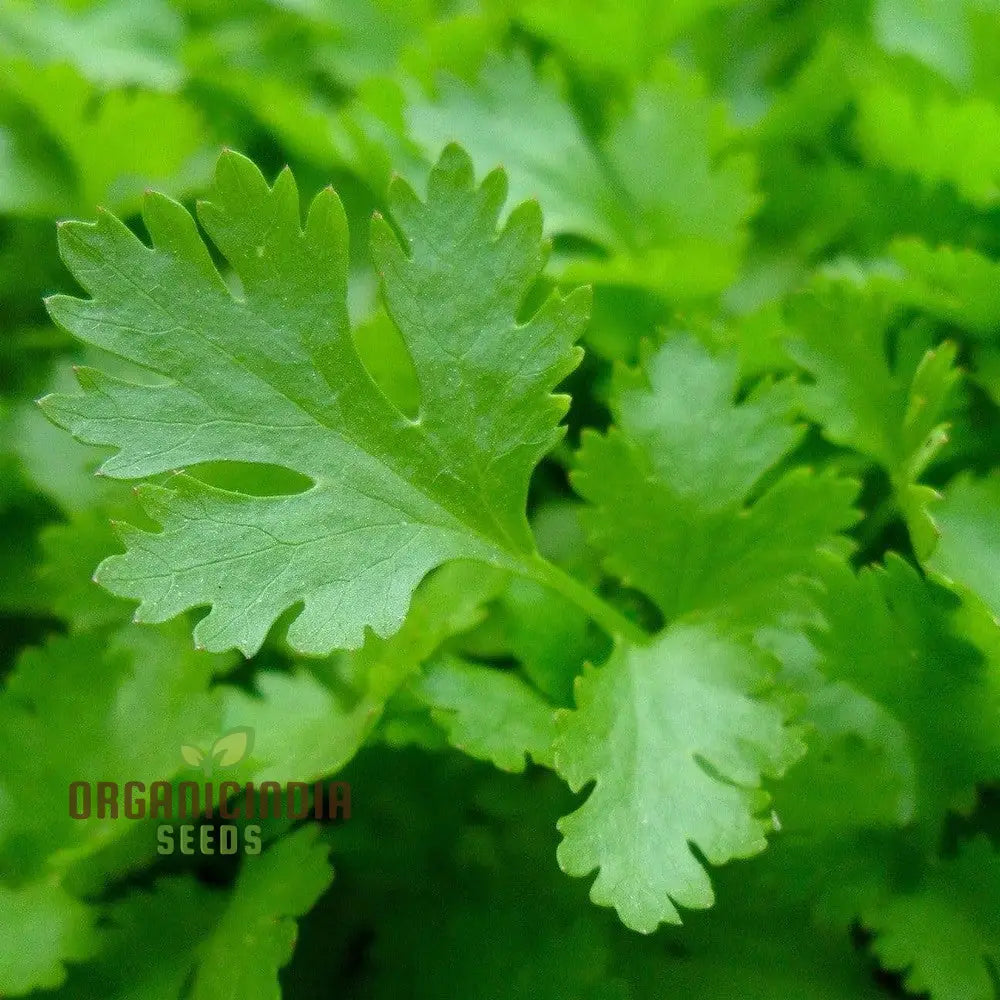 Grow Your Garden With Hosszu Parsley: Source For Lush Greenery And Lengthy Harvests!