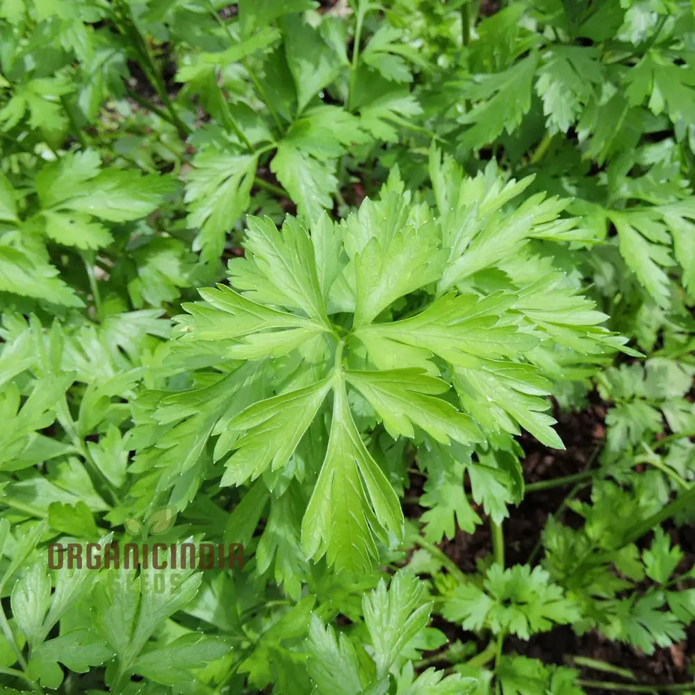 Grow Your Garden With Hosszu Parsley: Source For Lush Greenery And Lengthy Harvests!