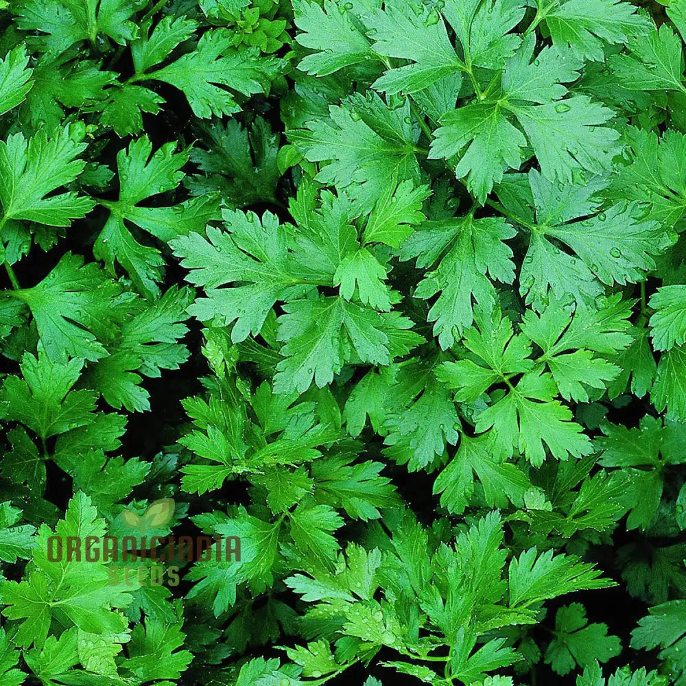 Grow Your Garden With Hosszu Parsley: Source For Lush Greenery And Lengthy Harvests!