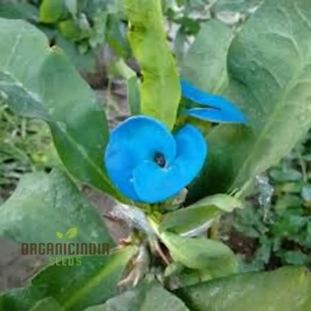 Grow Your Garden With New Freshness Vibrant Blue Euphorbia Millie Flower Seeds Await Planting