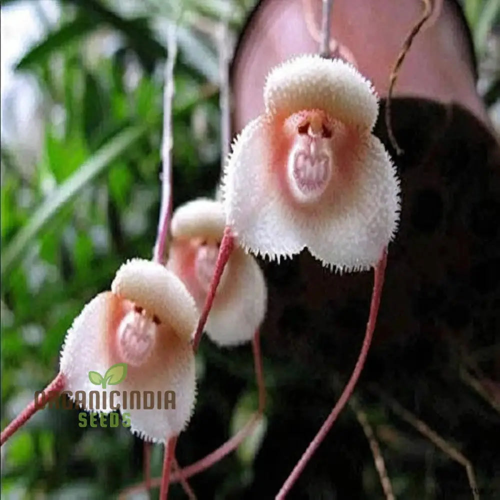 Grow Your Own Exotic Monkey Face Orchid: Premium Seeds For Unique Gardening Enthusiasts