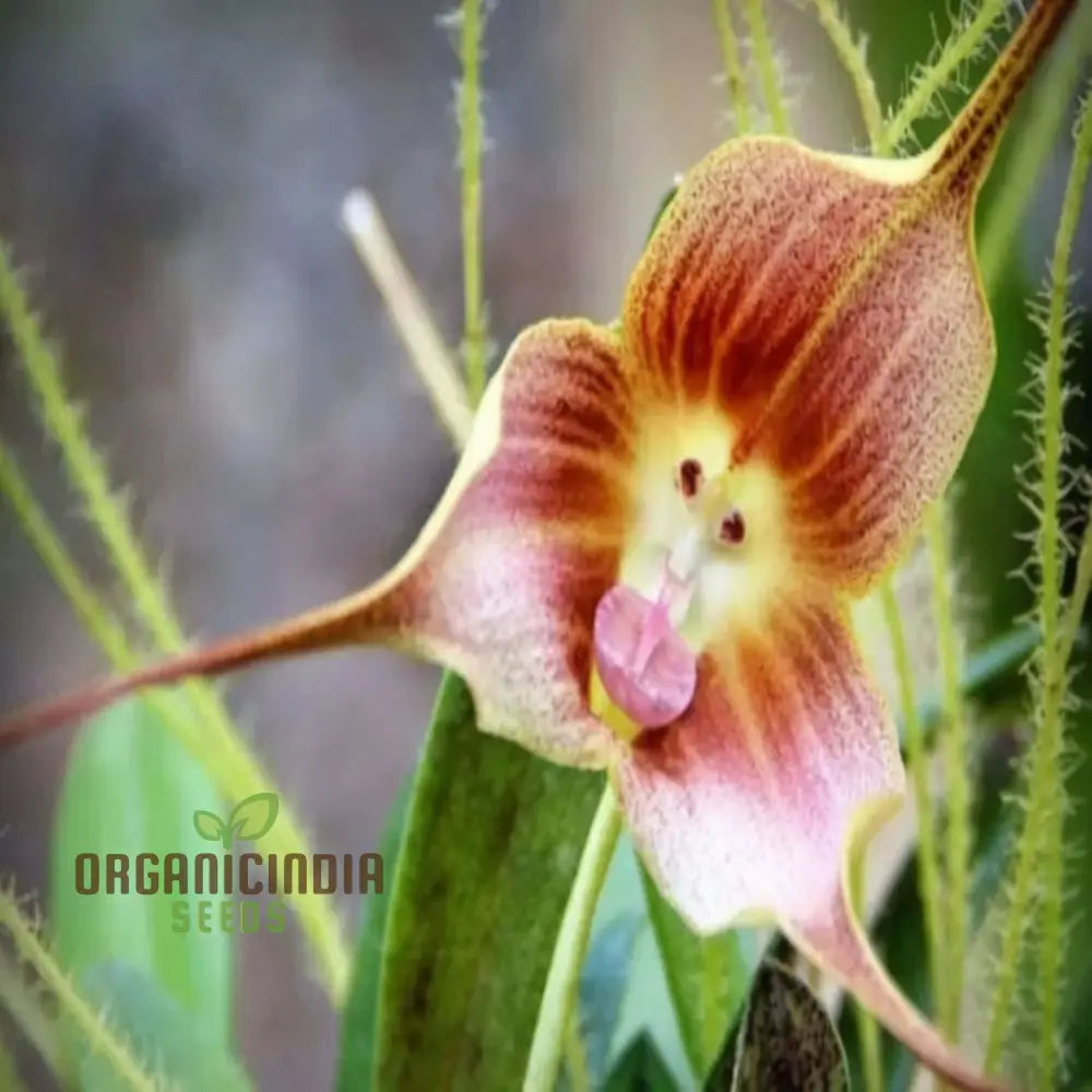 Grow Your Own Exotic Monkey Face Orchid: Premium Seeds For Unique Gardening Enthusiasts