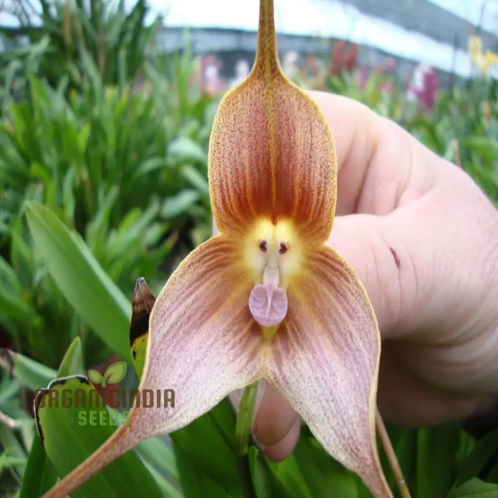 Grow Your Own Exotic Monkey Face Orchid: Premium Seeds For Unique Gardening Enthusiasts