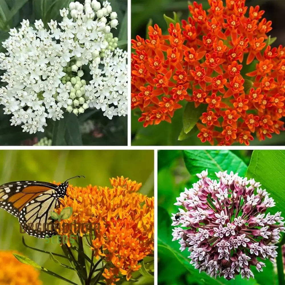 Grow Your Own Monarch Butterfly Haven With Heirloom Non-Gmo Milkweed Seeds - Create A Vibrant