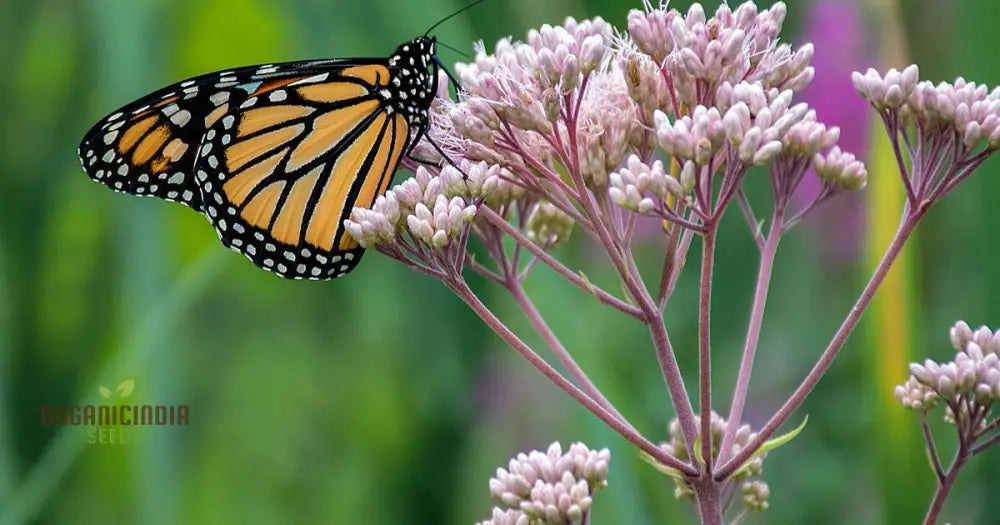 Grow Your Own Monarch Butterfly Haven With Heirloom Non-Gmo Milkweed Seeds - Create A Vibrant