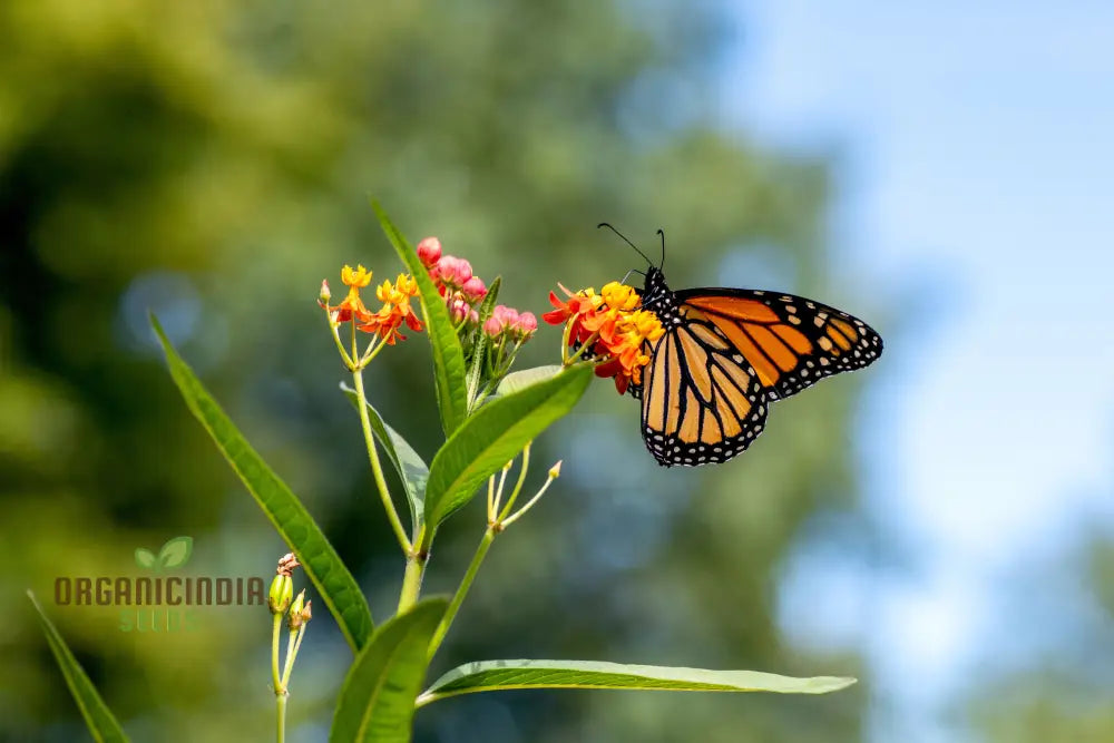 Grow Your Own Monarch Butterfly Haven With Heirloom Non-Gmo Milkweed Seeds - Create A Vibrant