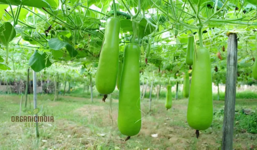 Grow Your Own Refreshing And Nutritious Gourds With Green Bottle Gourd Vegetable Seeds Squash