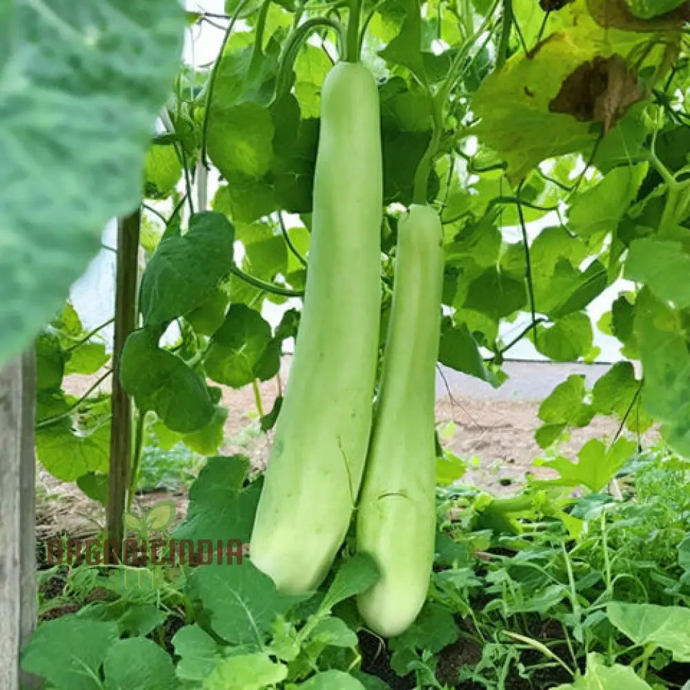 Grow Your Own Refreshing And Nutritious Gourds With Green Bottle Gourd Vegetable Seeds Squash