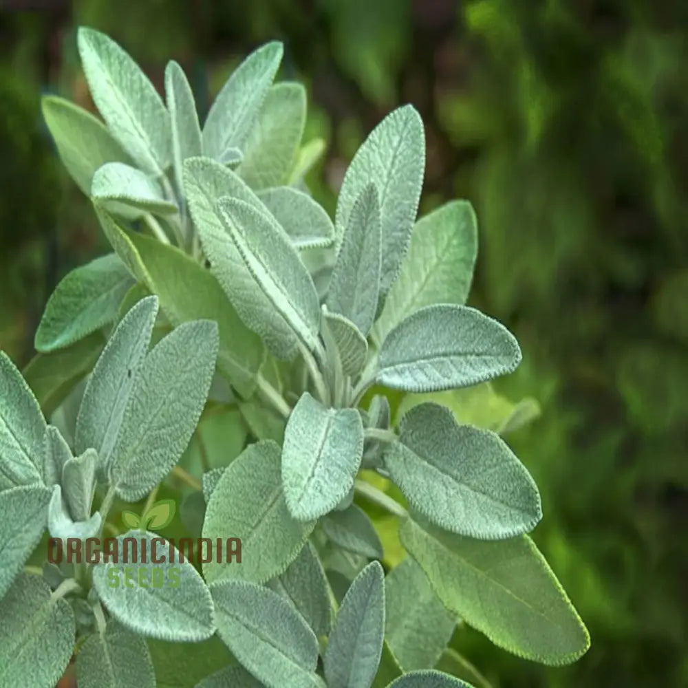 Growing Broad Leaved Sage From Seeds A Comprehensive Guide To Planting And Gardening For A Thriving