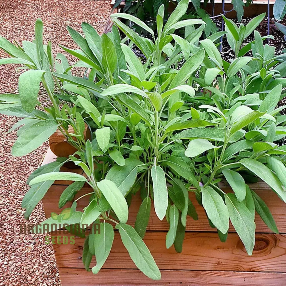 Growing Broad Leaved Sage From Seeds A Comprehensive Guide To Planting And Gardening For A Thriving