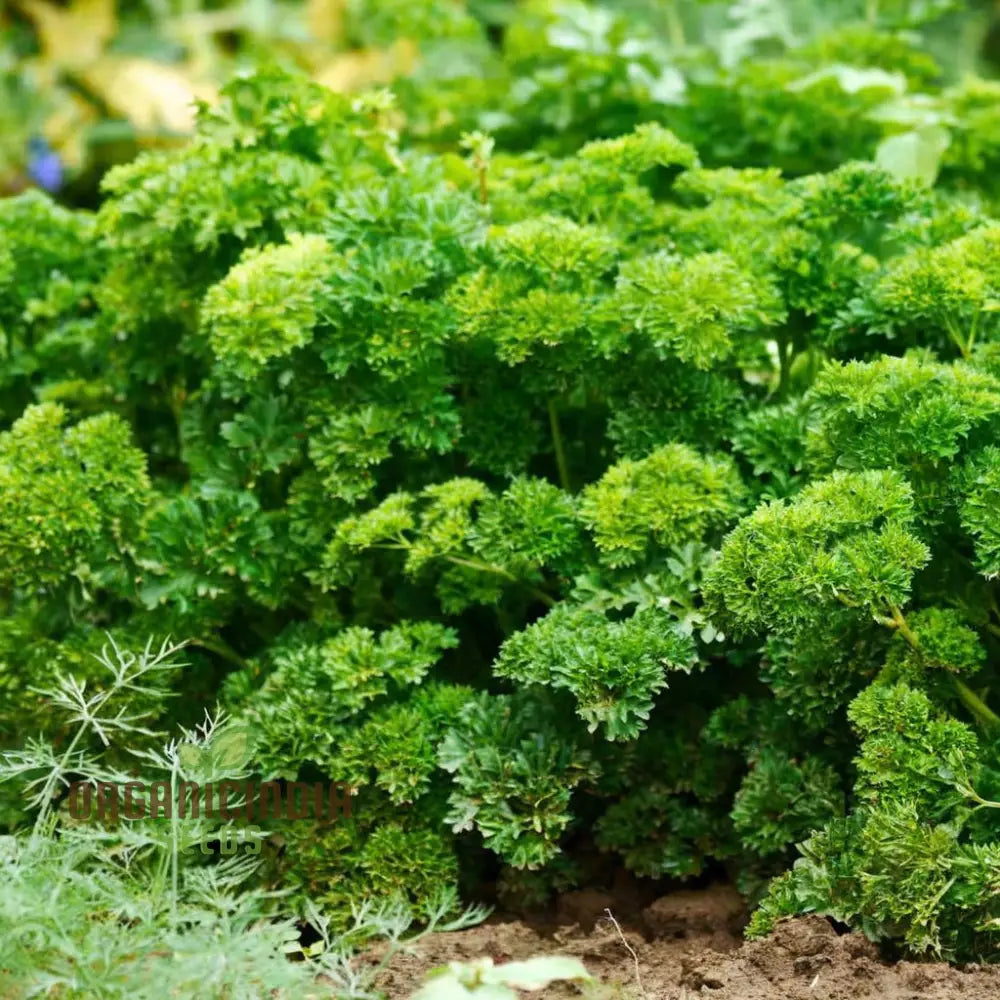 Growing Fresh Flavors A Complete Guide To Planting And Gardening With Green Parsley Herb Seeds