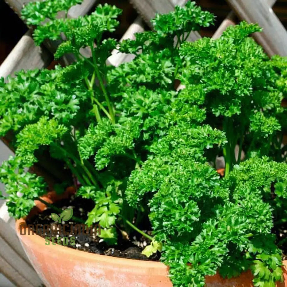 Growing Fresh Flavors A Complete Guide To Planting And Gardening With Green Parsley Herb Seeds