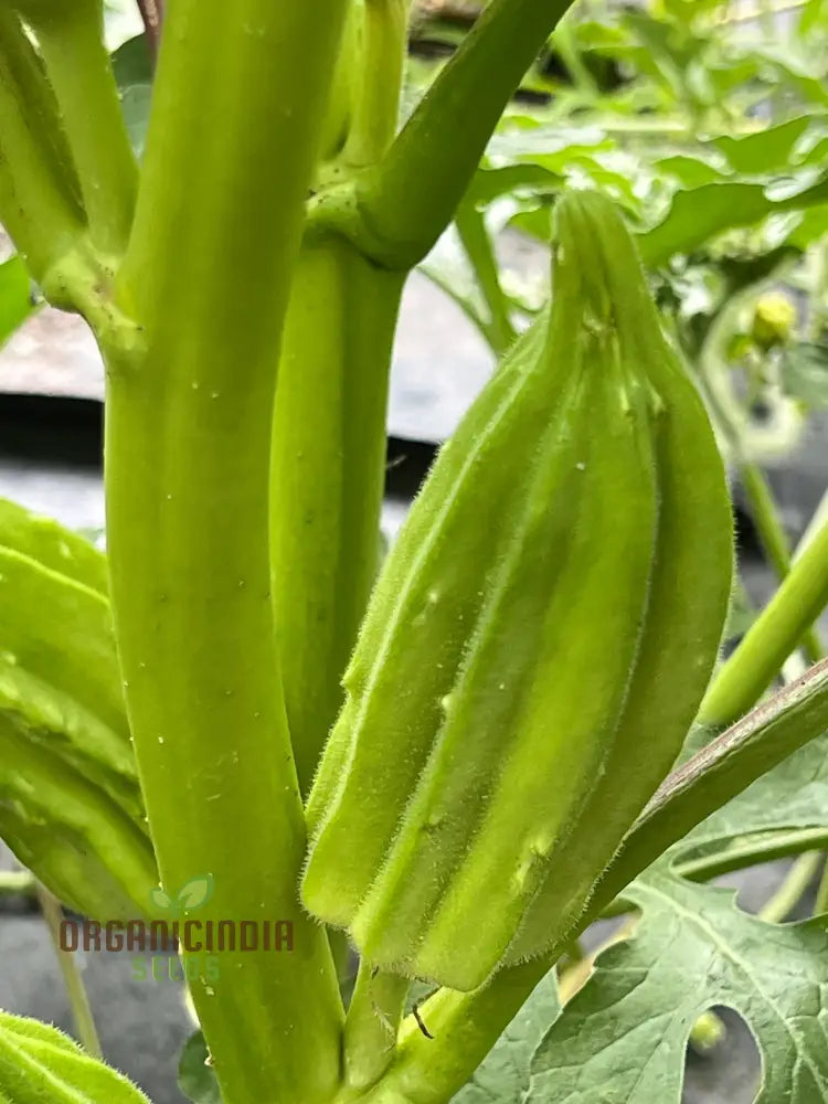 Growing Star Of David Okra Cultivating Exceptional Vegetable Seeds