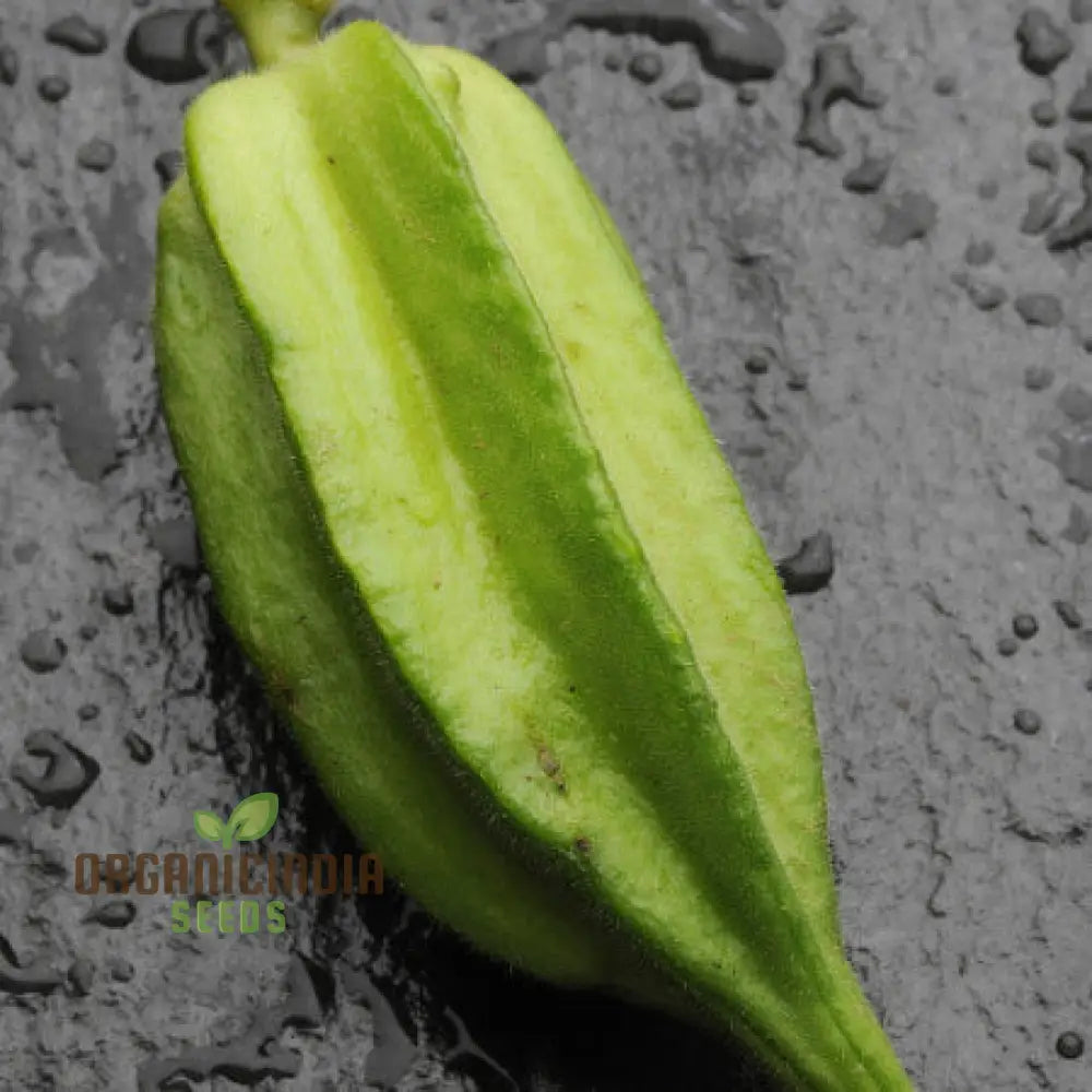 Growing Star Of David Okra Cultivating Exceptional Vegetable Seeds