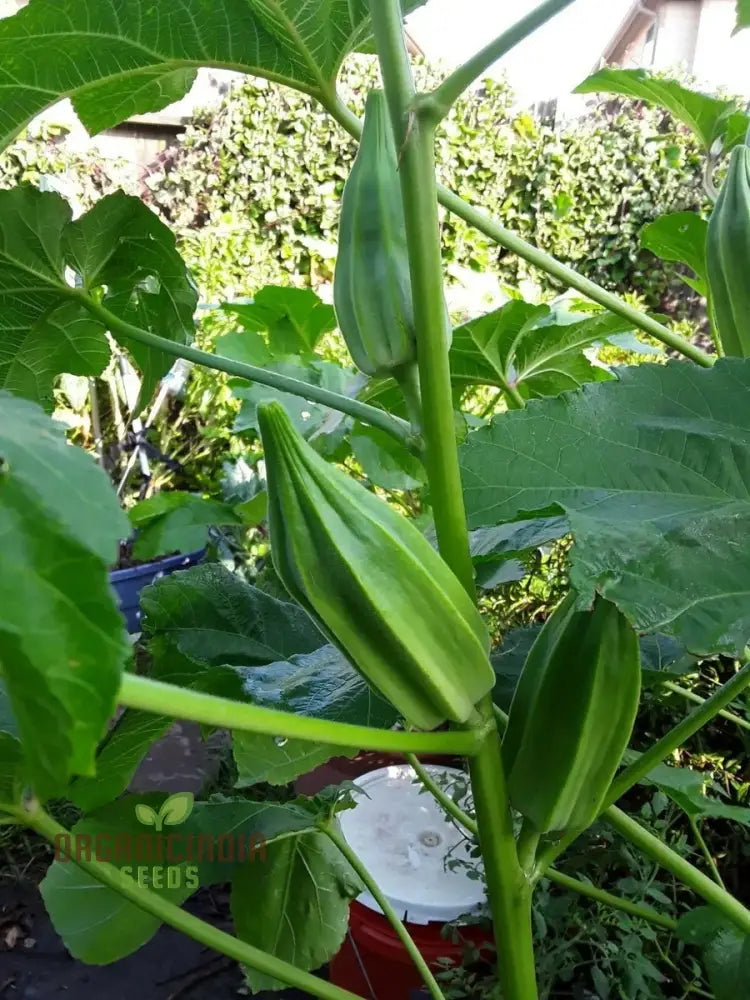 Growing Star Of David Okra Cultivating Exceptional Vegetable Seeds