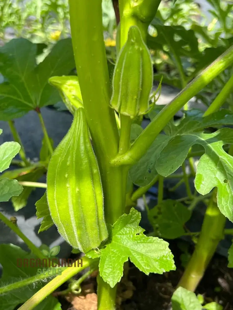 Growing Star Of David Okra Cultivating Exceptional Vegetable Seeds