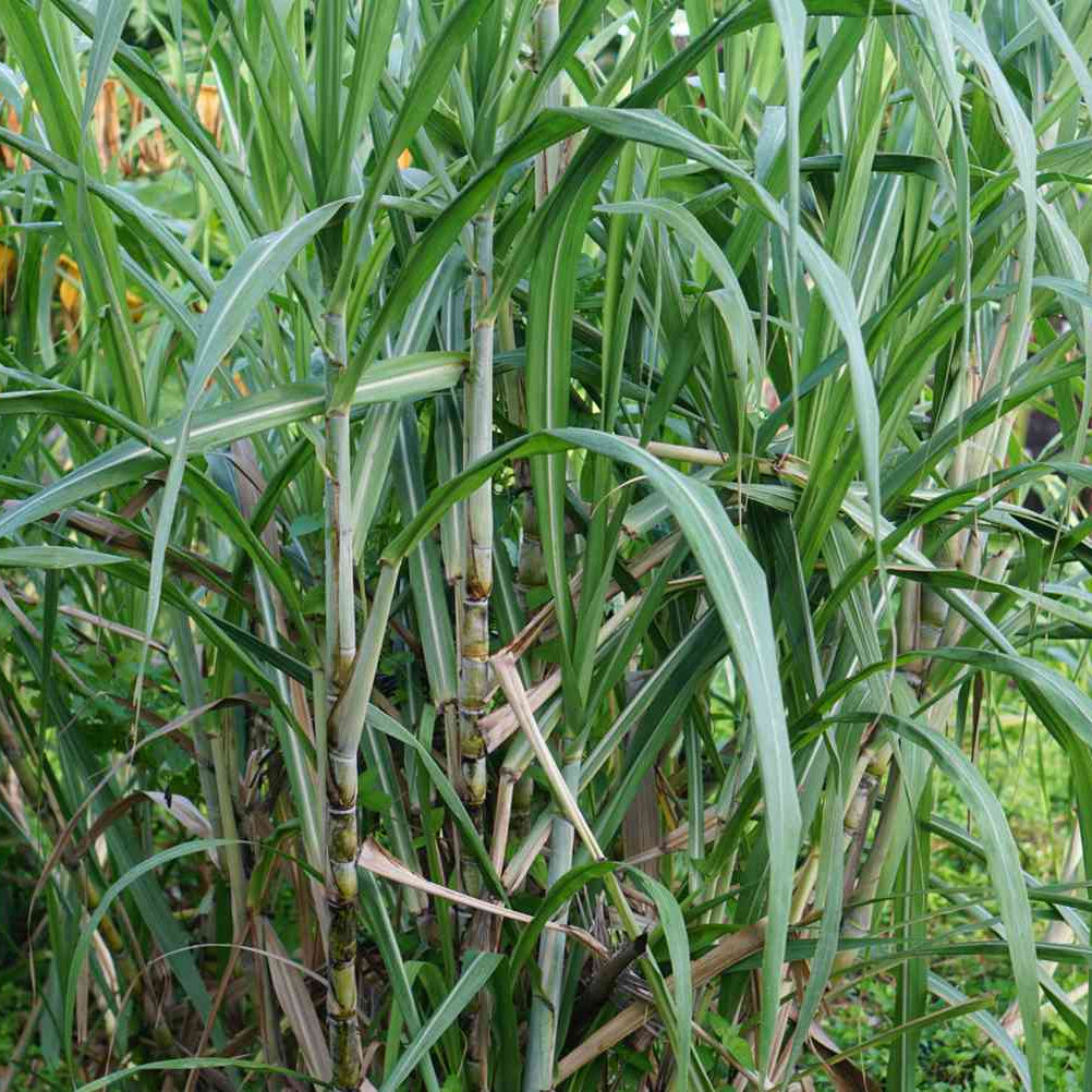 Graines de canne à sucre – Qualité supérieure pour le jardin et l'aménagement paysager