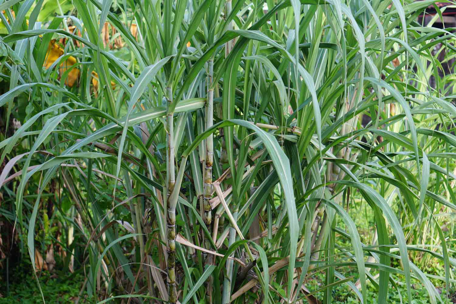 Sugar Cane Plant Seeds - Premium Quality for Garden and Landscaping