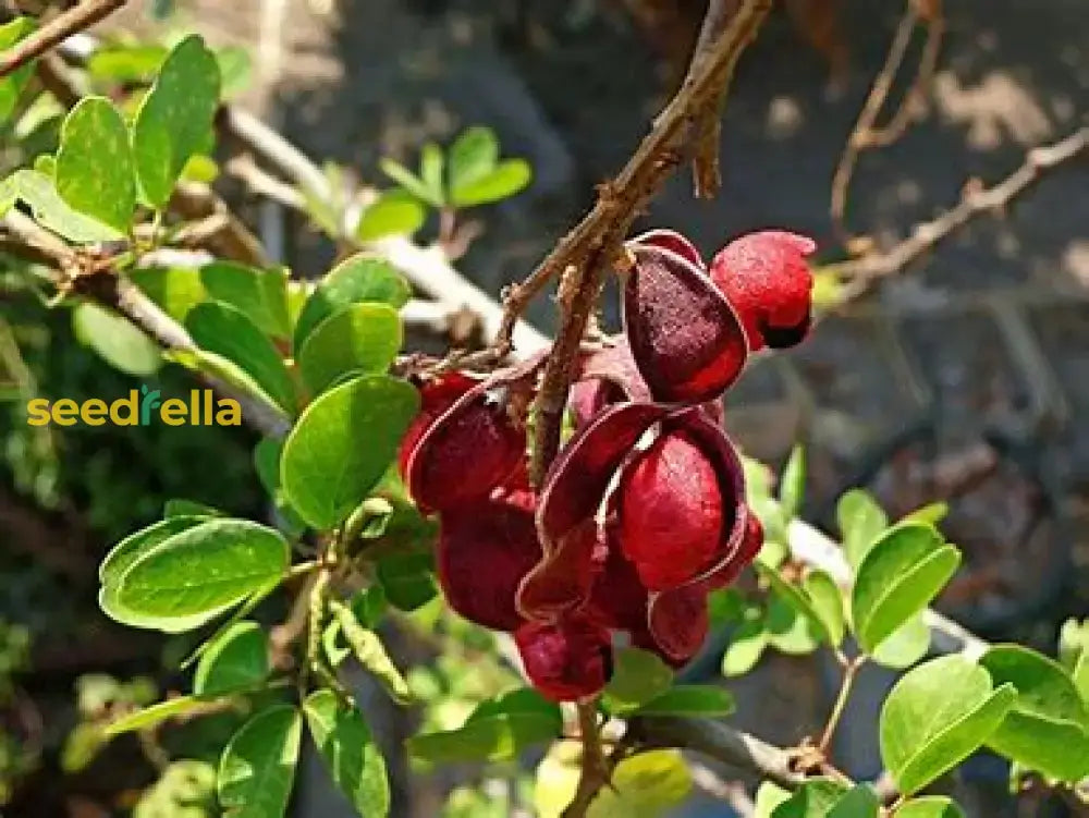 Guamuchil Tree Seeds For Easy Planting