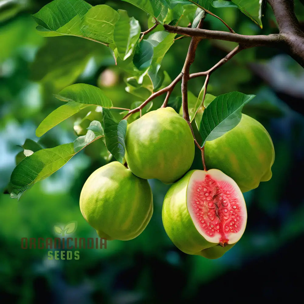 Guava Fruit Seeds Cultivate Your Own Tropical Paradise With High-Quality For Planting And Gardening