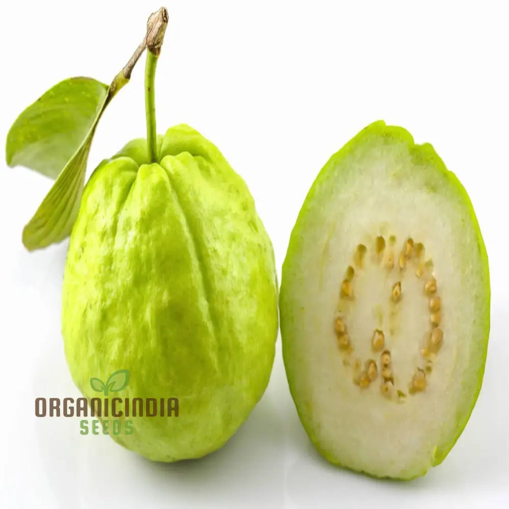 Guava Fruit Seeds Cultivate Your Own Tropical Paradise With High-Quality For Planting And Gardening