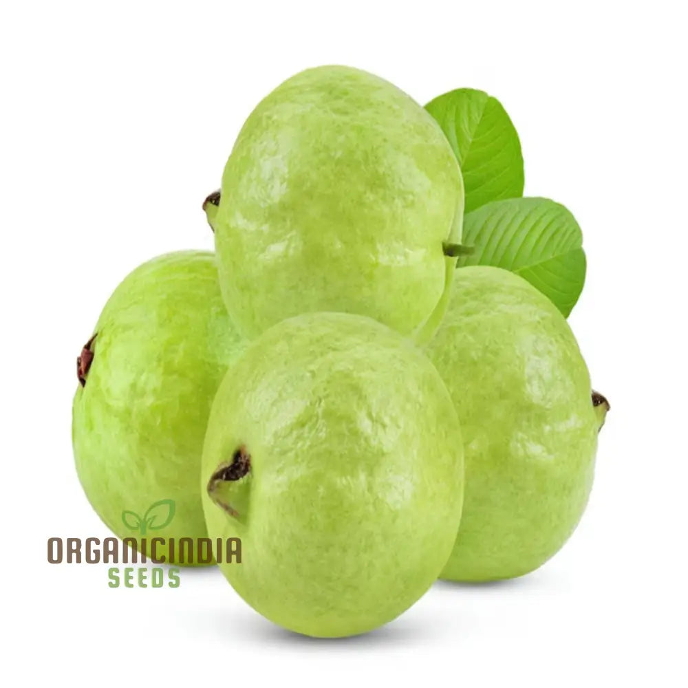 Guava Fruit Seeds Cultivate Your Own Tropical Paradise With High-Quality For Planting And Gardening