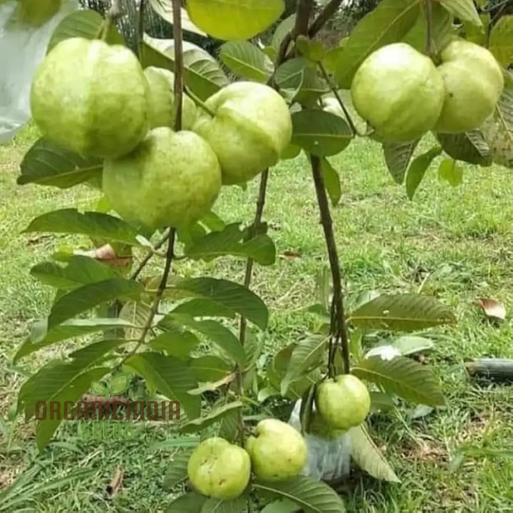 Guava Semi Tasty Dolce Seeds For Planting - Sweet Fruit (100 Pcs)