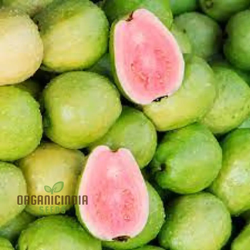 Guava Semi Tasty Dolce Seeds For Planting - Sweet Fruit (100 Pcs)