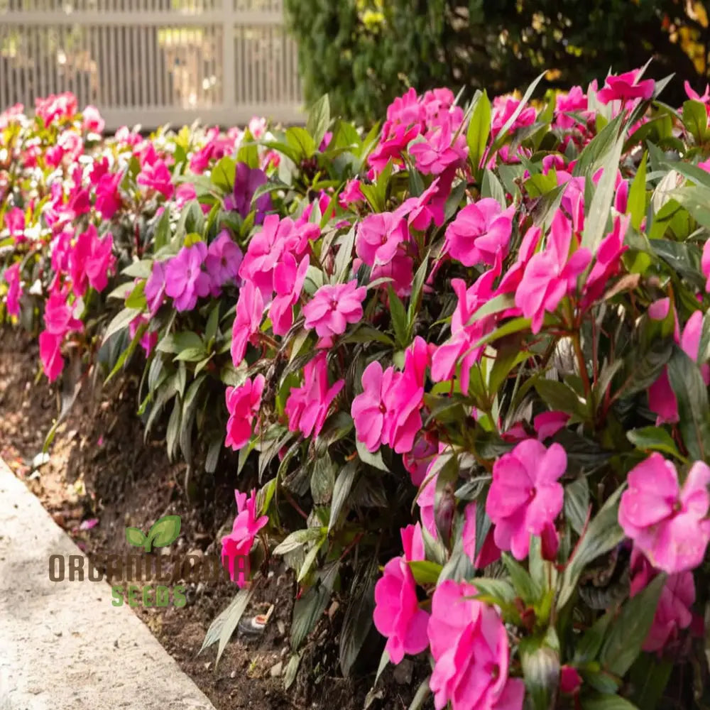 Guinea Flower Seeds For Planting – Elevate Your Gardening Experience With Stunning Unique Blooms