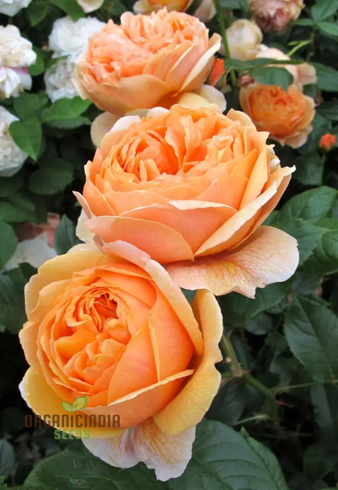 Gulab Rose (Lotus Orange) Flower Seeds For Planting High-Quality Vibrant Blooms Seeds