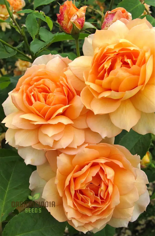 Gulab Rose (Lotus Orange) Flower Seeds For Planting High-Quality Vibrant Blooms Seeds