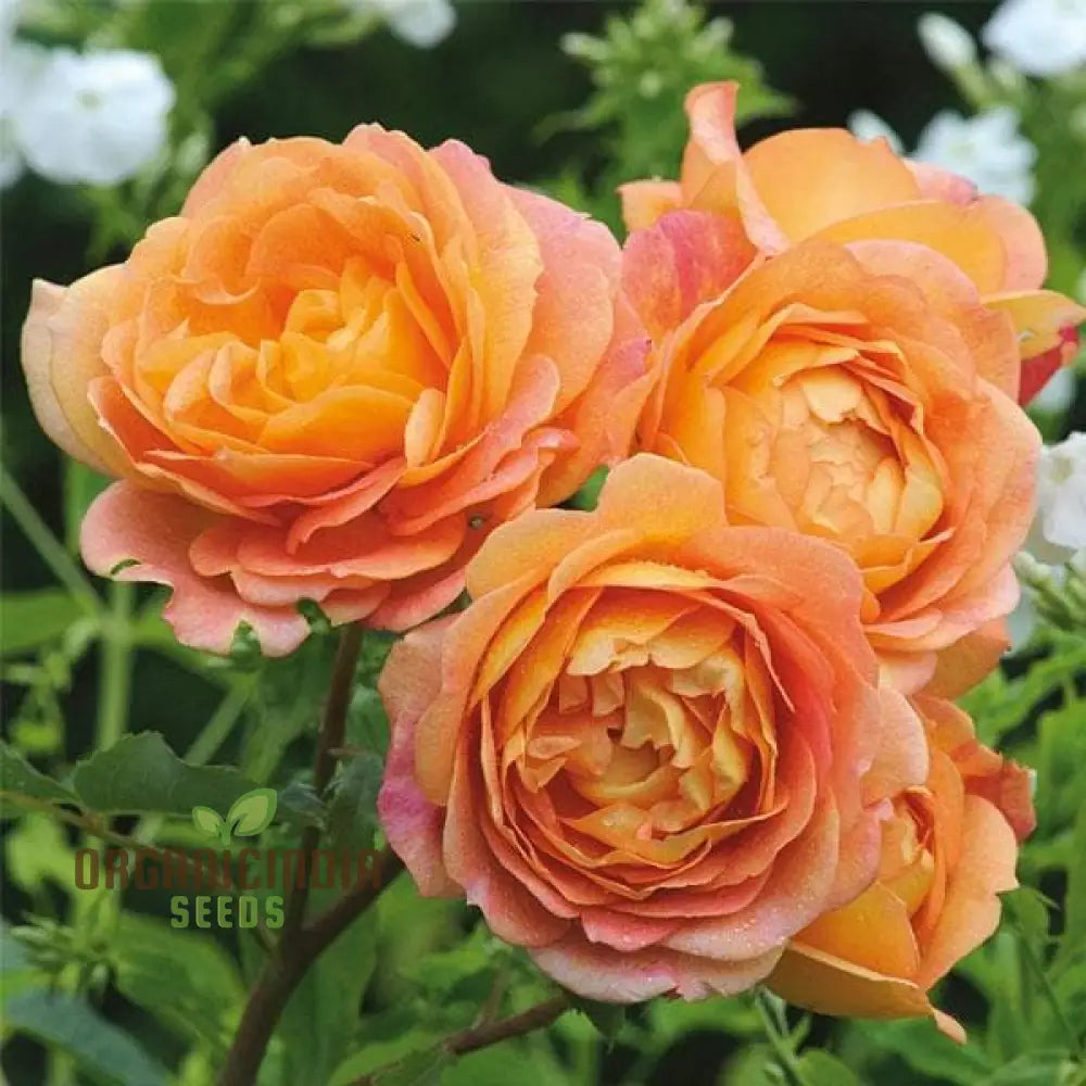 Gulab Rose (Lotus Orange) Flower Seeds For Planting High-Quality Vibrant Blooms Seeds