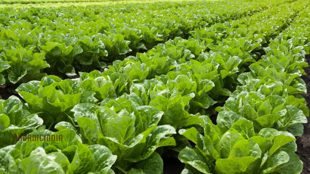 Gulley’s Favorite Lettuce Seeds For Vibrant Gardening Success