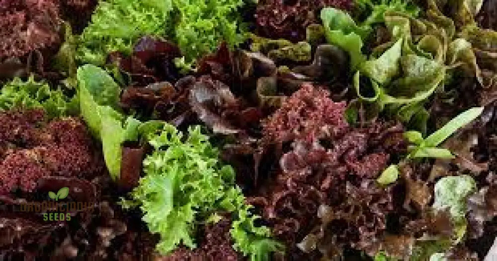 Gulley’s Favorite Lettuce Seeds For Vibrant Gardening Success