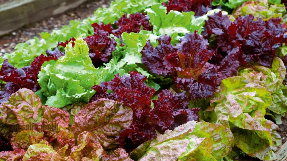 Gulley’s Favorite Lettuce Seeds For Vibrant Gardening Success