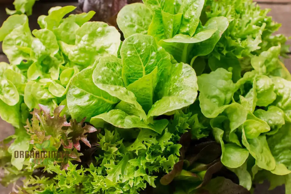 Gulleyâ€™s Favorite Lettuce Seeds For Vibrant Gardening Success