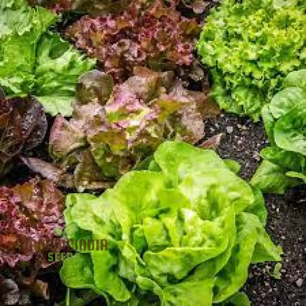 Gulleyâ€™s Favorite Lettuce Seeds For Vibrant Gardening Success