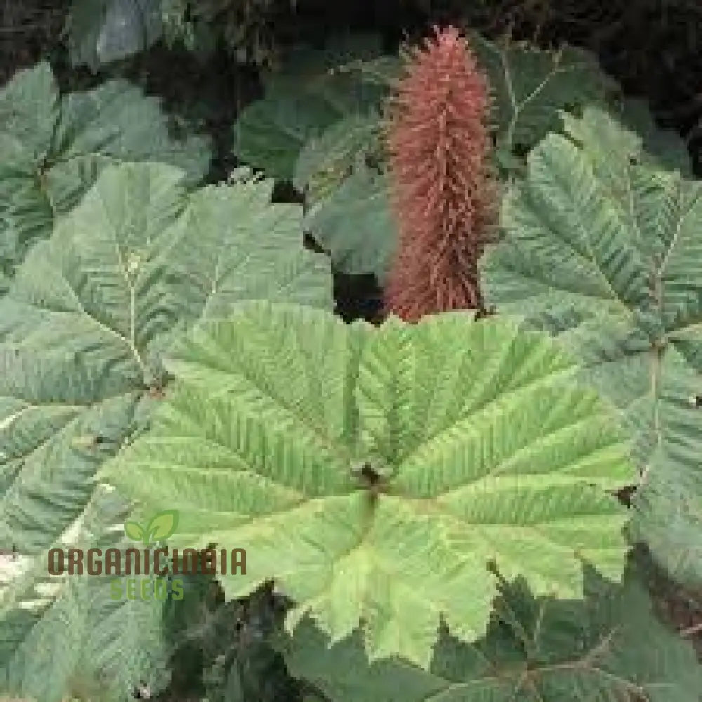 Gunnera Insignis Seeds: The Majestic Giant Of The Garden - A Must-Have For Enthusiastic Gardeners