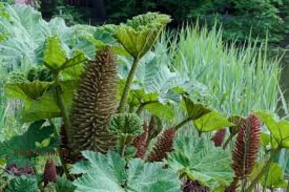 Gunnera Manicata Seeds For Dramatic Garden Impact: Your Guide To Growing And Caring This Majestic