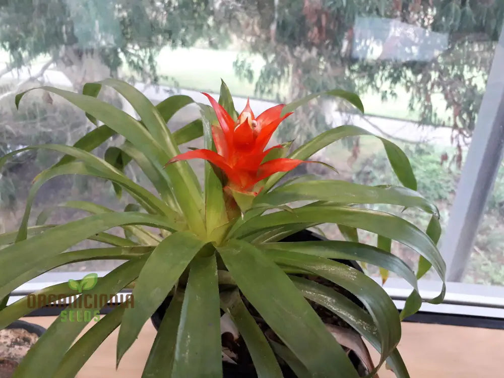 Guzmania Candelabrum Seeds: Exotic Bromeliad For Stunning Indoor Gardens & Natural Air Purification