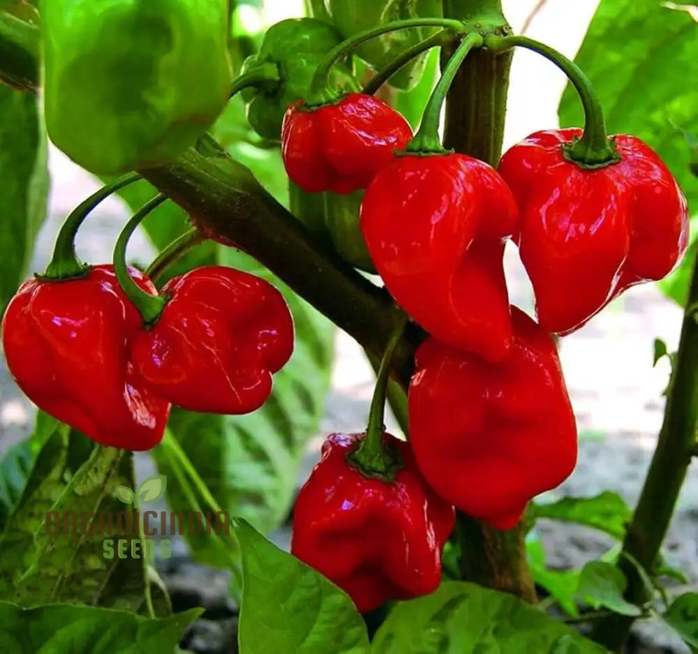 Habanero Chilli Mixed Seeds For Planting Premium Spicy Pepper For Your Garden