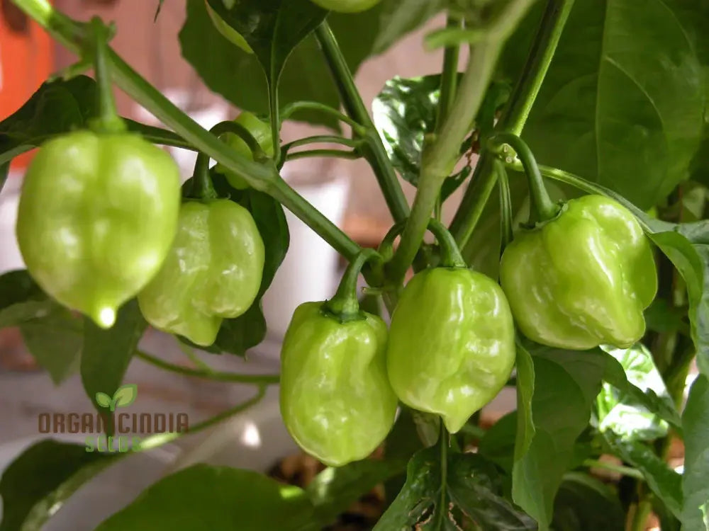 Habanero Chilli Mixed Seeds For Planting Premium Spicy Pepper For Your Garden