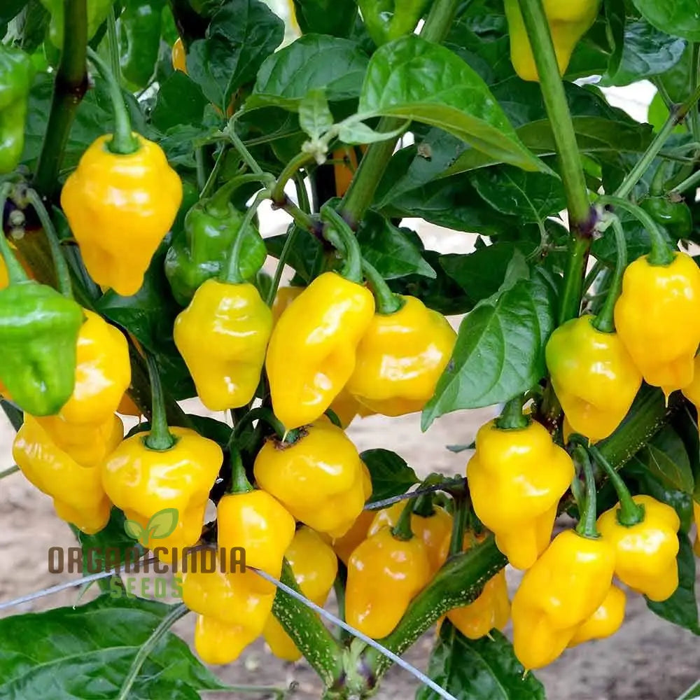 Habanero Chilli Mixed Seeds For Planting Premium Spicy Pepper For Your Garden