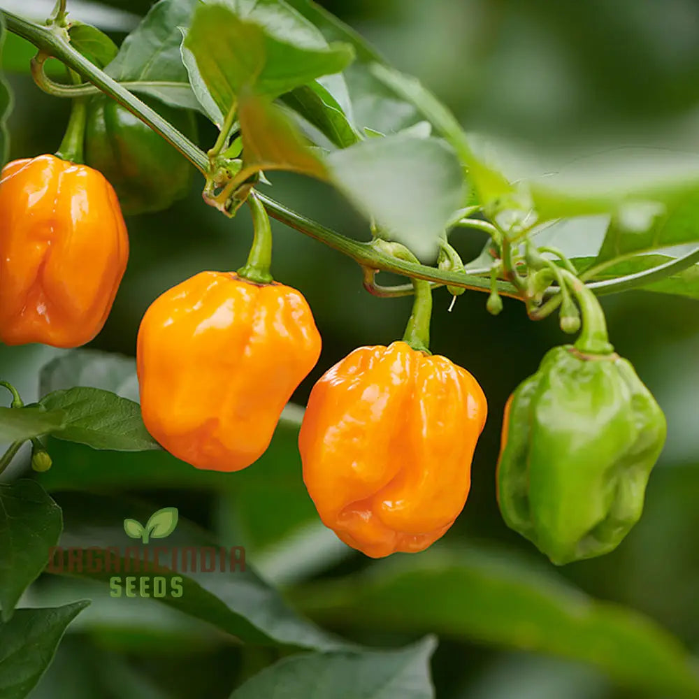 Habanero Chilli Mixed Seeds For Planting Premium Spicy Pepper For Your Garden